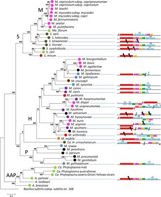 Multiple Origins and Specific Evolution of CRISPR/Cas9 Systems in Minimal Bacteria (Mollicutes)